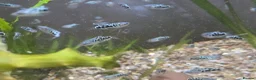 Gouramis fish for sale: Opal line blue gourami  in Southport - Advert 4