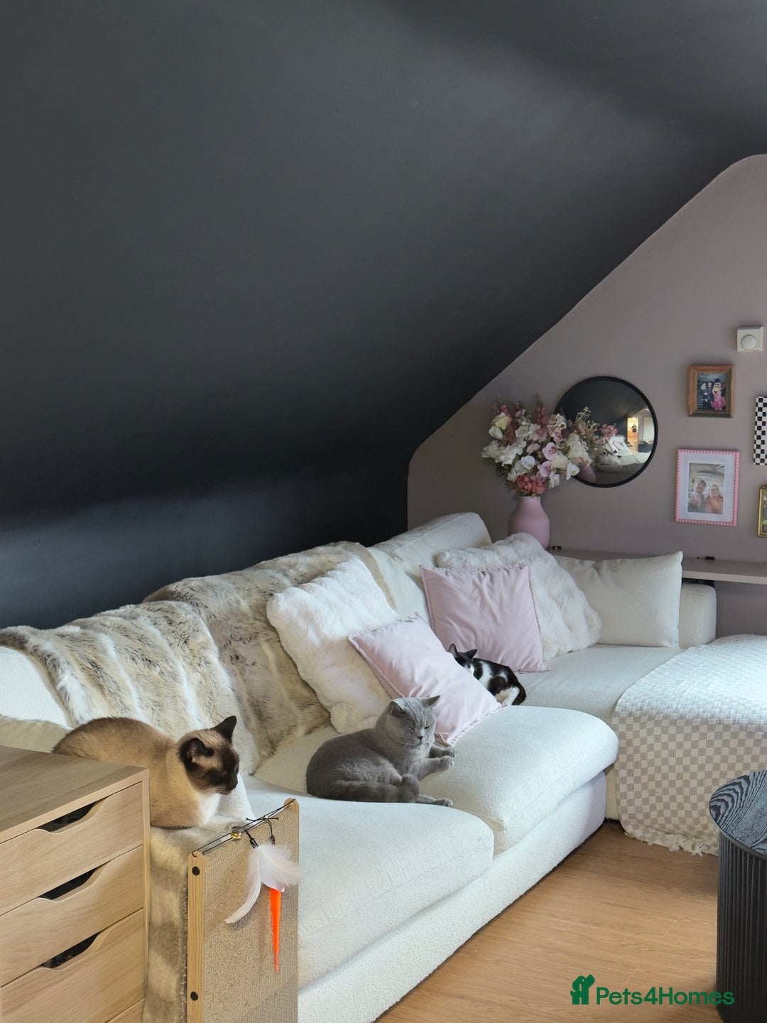 Domestic Shorthair cats for sale: Female Cat - Advert 6