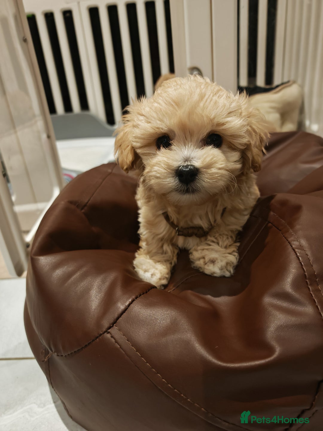 Maltipoo dogs for sale: Maltipoo F1 Toy Size, KC Parents, DNA Tested Clear - Image 6