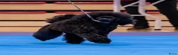 Toy Poodle dogs for sale: Beautiful toy poodle puppy’s  in Stafford - Advert 9