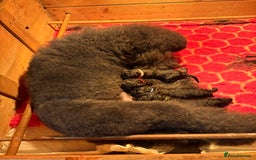 Standard Poodle dogs for sale: Standard poodle puppies - Image 1