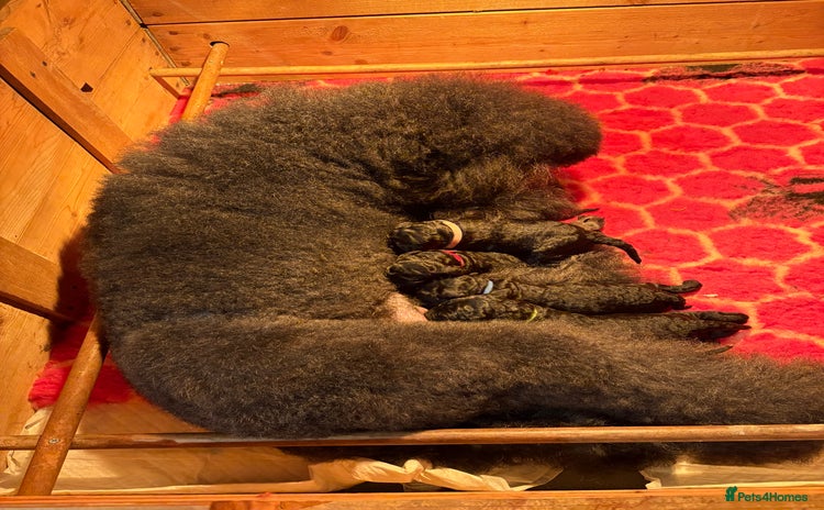 Standard Poodle dogs - Advert 2