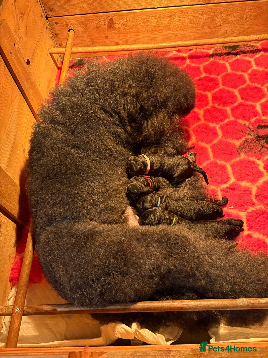 Standard Poodle dogs for sale: Standard poodle puppies - Image 1