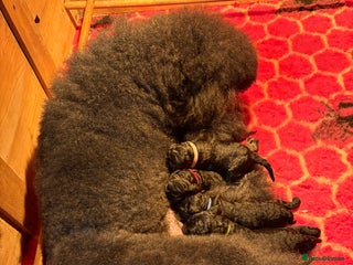 Standard Poodle dogs - Advert 17