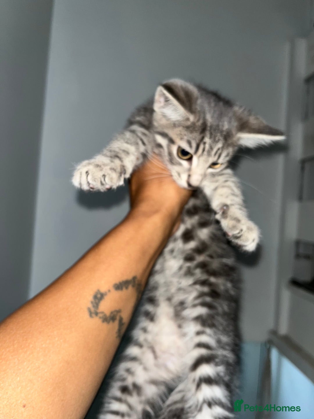 Mixed Breed cats for sale: 3 beautiful female tabby kittens  - Image 7