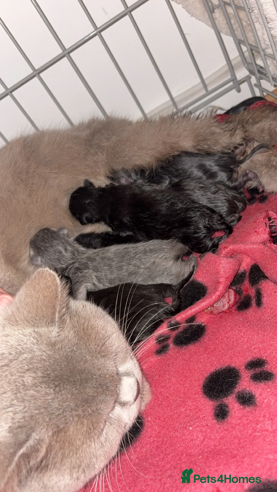 British Shorthair cats for sale: British shorthair kittens 🩷💙 - Advert 2