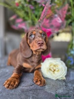 Dachshund dogs - Advert 10