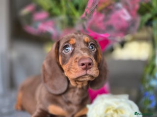 Dachshund dogs - Advert 20