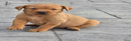 Labrador Retriever dogs for sale: Stunning Chunky KC Registered Red Labrador Puppies - Advert 4
