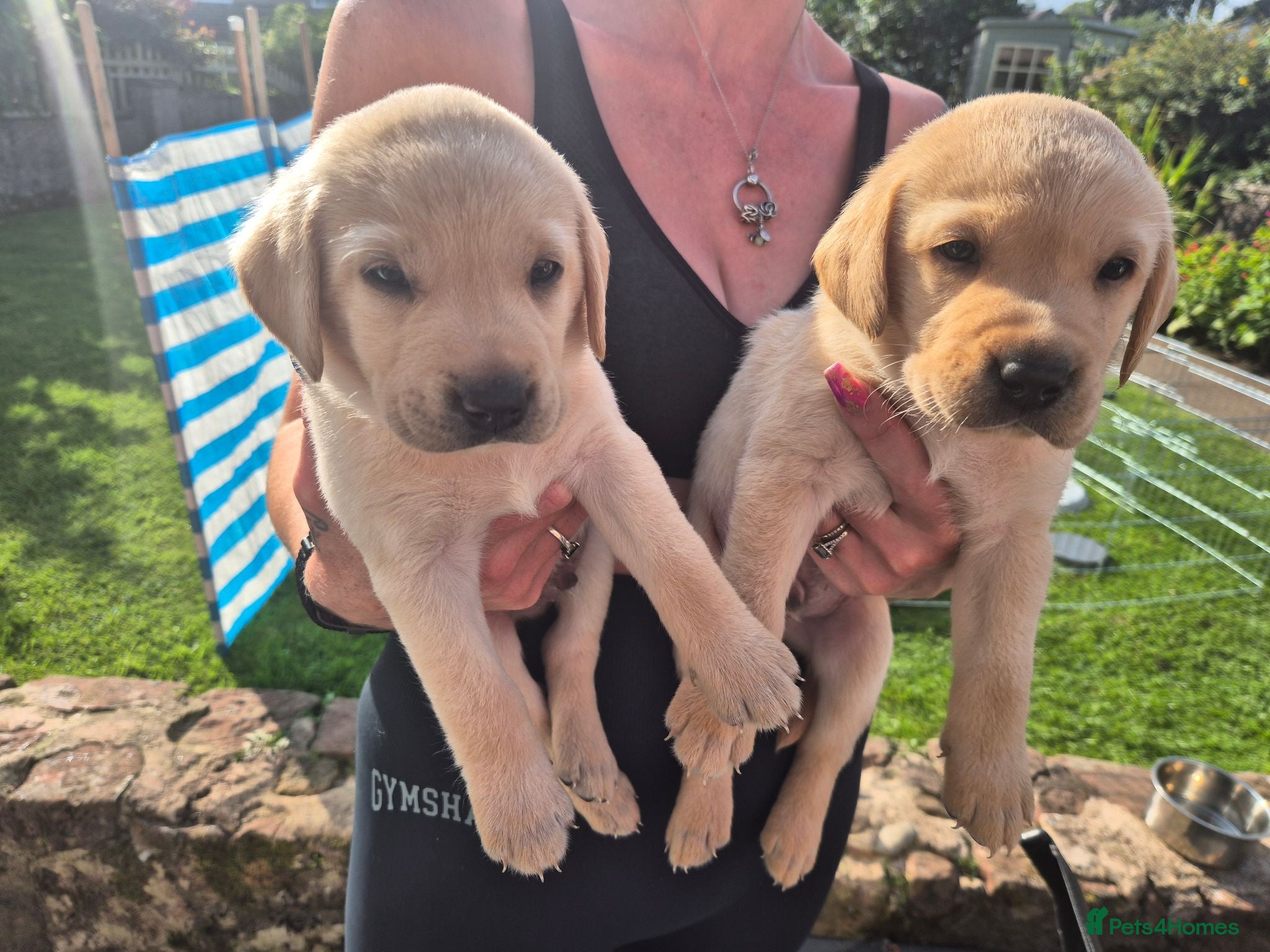Labrador Retriever dogs KC Registered Labrador Puppies – Working Lines - Advert 1