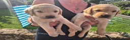 Labrador Retriever dogs for sale: KC Registered Labrador Puppies – Working Lines in Cleator - Advert 1