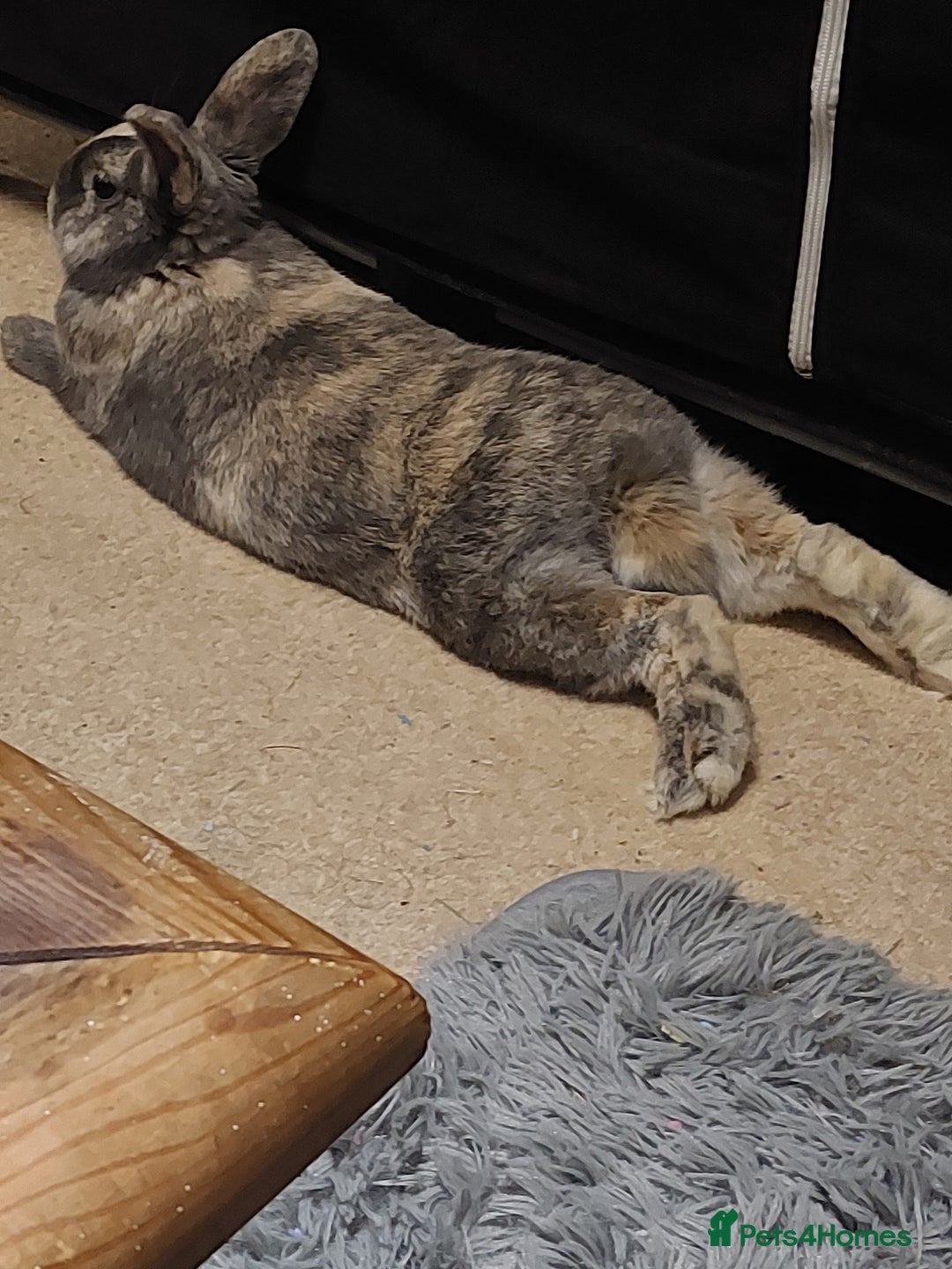 Mixed Breed rabbits for sale: Free to a good home  - Advert 3