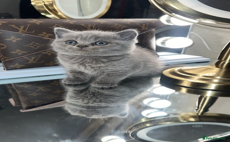 British Shorthair cats - Advert 11