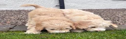 Cockapoo dogs for sale: F1 Cockapoo in Auchterarder - Advert 6
