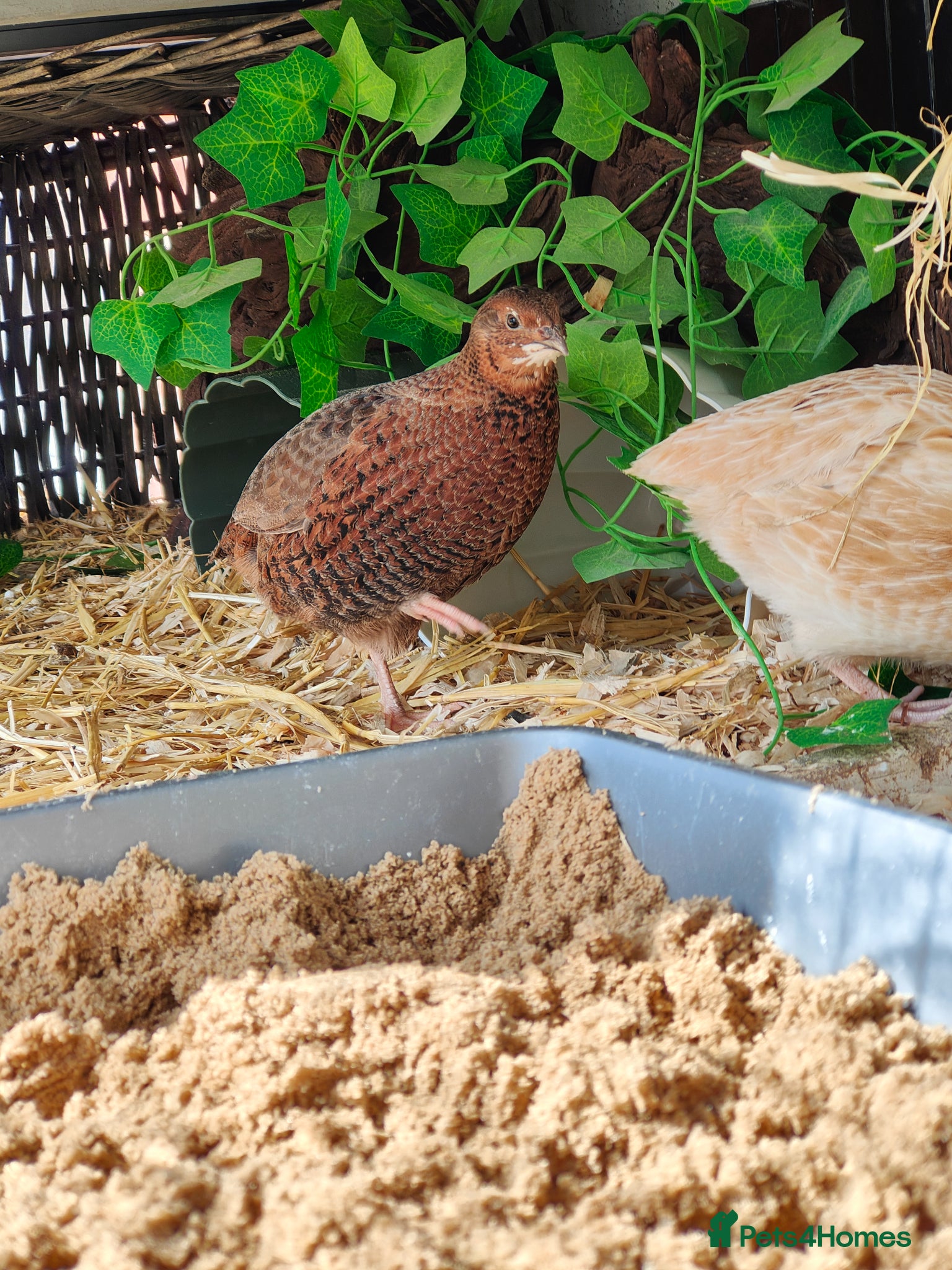 Quail poultry Two quails - jumbo female, coturnix male - Advert 1