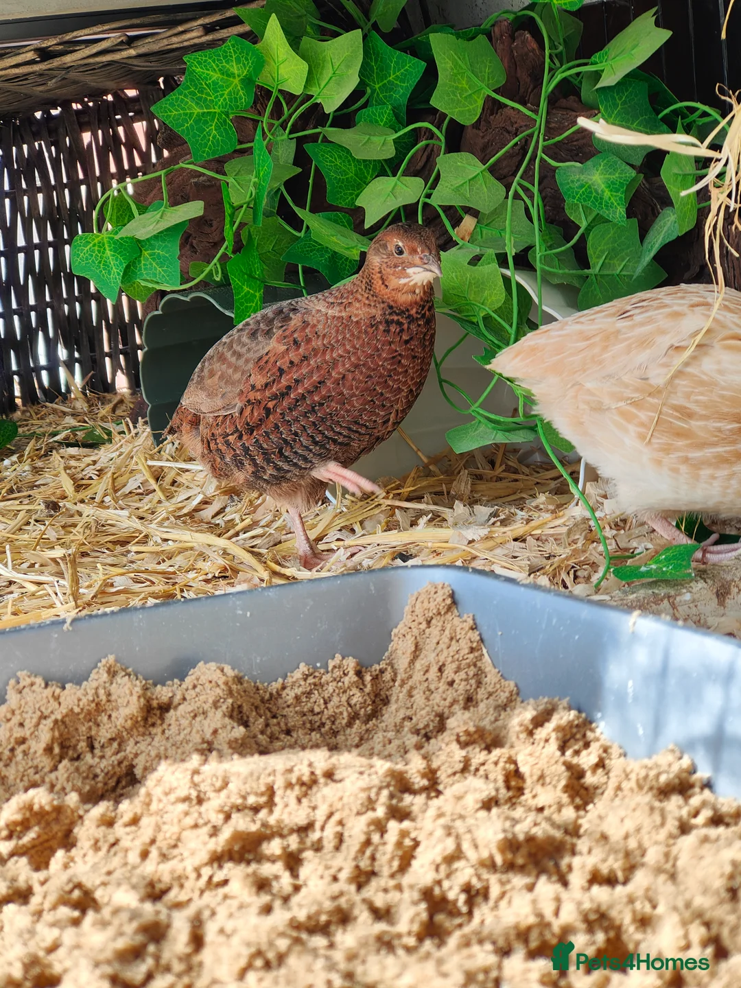 Quail poultry for sale: Two quails - jumbo female, coturnix male - Advert 1