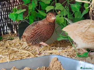 Quail poultry Two quails - jumbo female, coturnix male - Advert 1