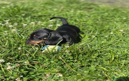 Miniature Dachshund dogs for sale: Miniature dachshund puppies  - Image 4