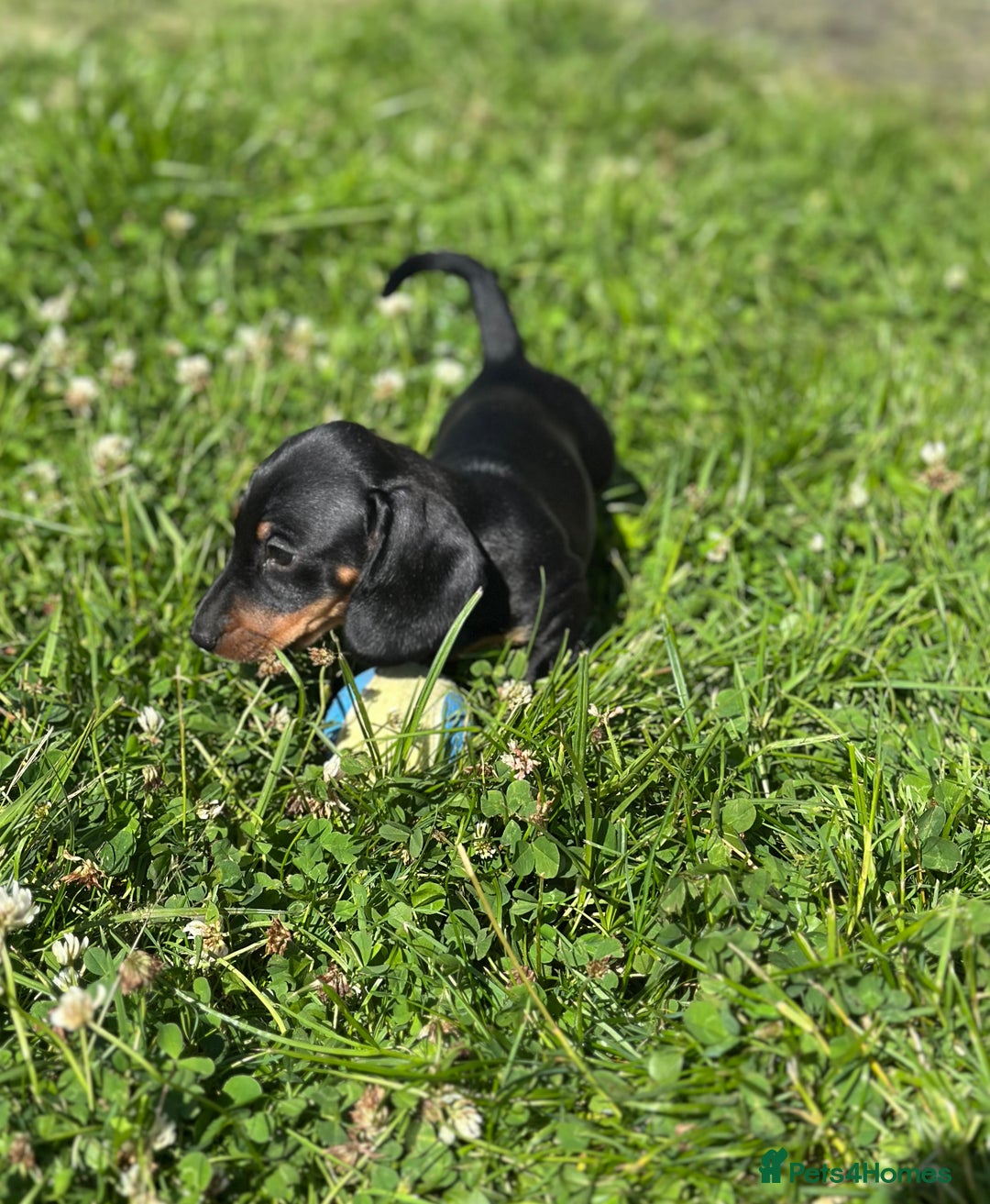 Miniature Dachshund dogs for sale: Miniature dachshund puppies  - Image 4