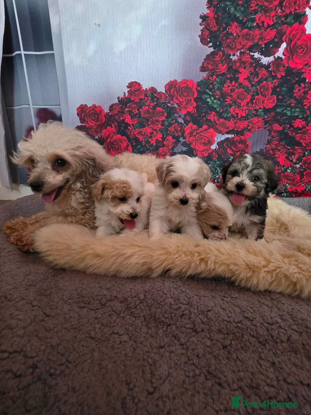 Miniature Poodle dogs for sale: Very small  harlequin miniature poodles  - Advert 2