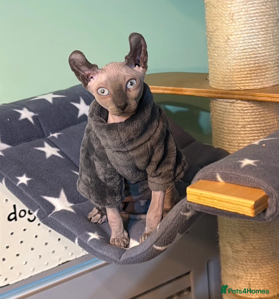 Sphynx cats for sale: A beautiful Mink coloured elf Sphynx - Advert 2