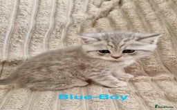 British Shorthair cats for sale: ❣️British shh TICA register Active Champion Line❣️ - Image 11