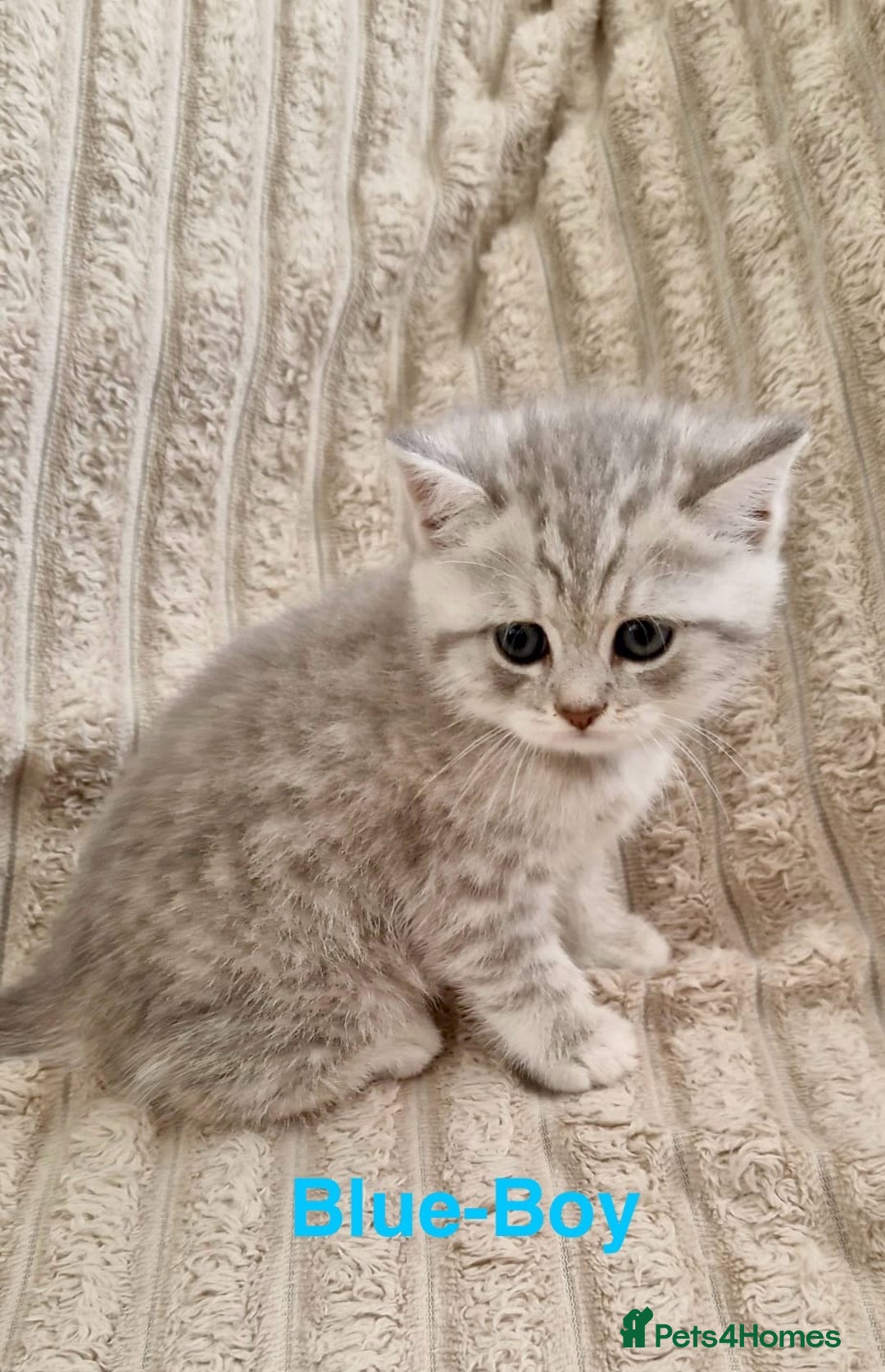 British Shorthair cats for sale: ❣️British shh TICA register Active Champion Line❣️ - Image 11