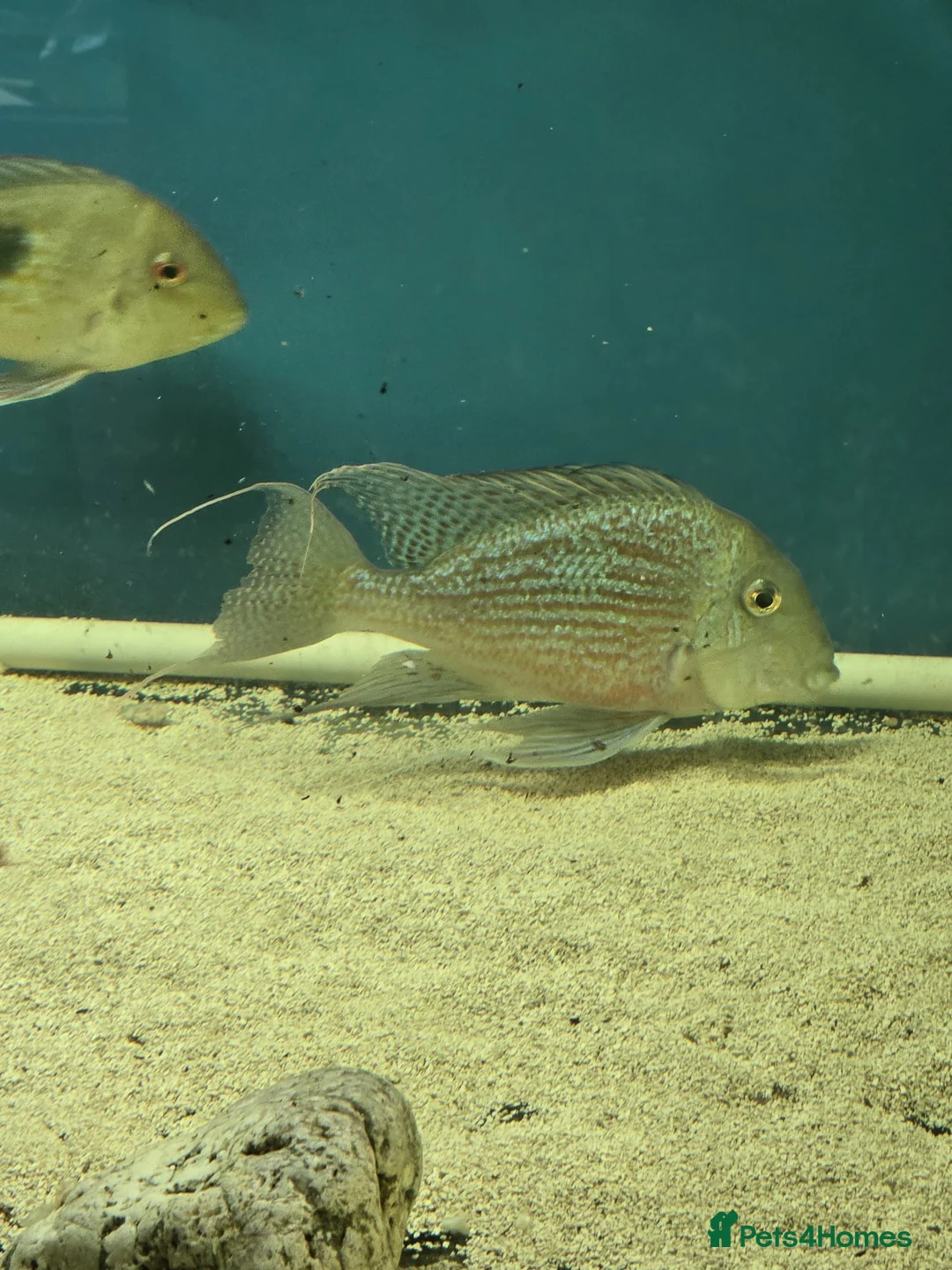 Other/Mixed Breed fish for sale: Geophagus fish - Advert 6