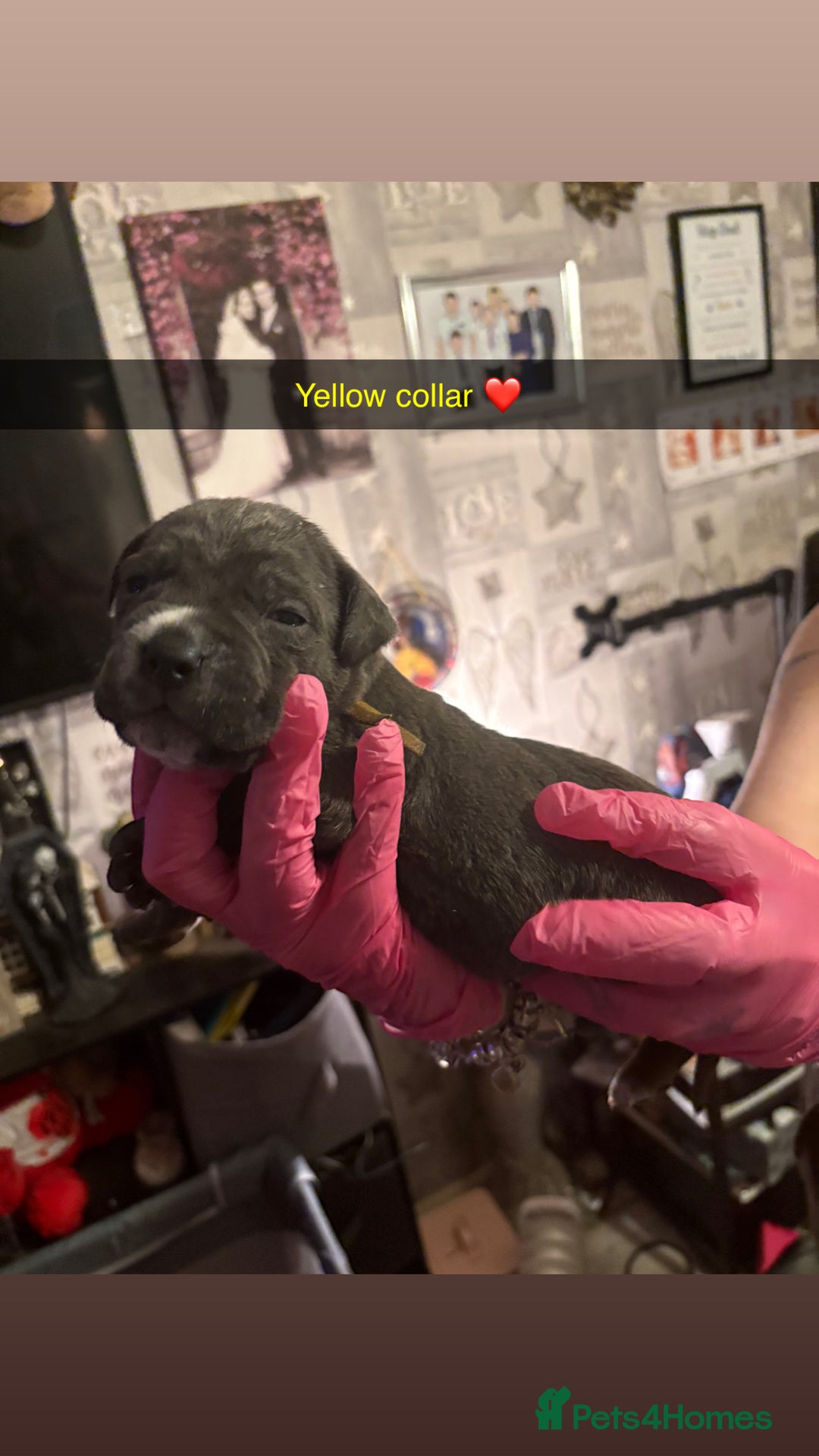 Cane Corso dogs for sale: 10 beautiful girls  - Advert 8
