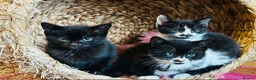 Mixed Breed cats for sale: Kittens  - Advert 1