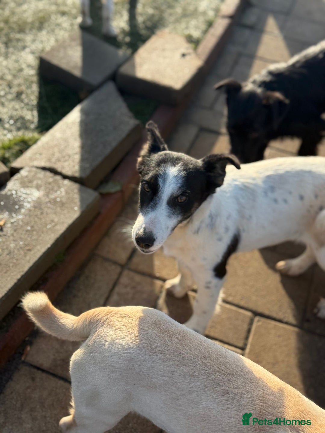 Mixed Breed dogs for adoption: Gorgeous little Andor looking for love - Advert 8
