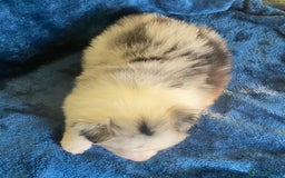 Border Collie dogs for sale: Gorgeous Long Haired Blue Merle Girl and Boy Pups - Image 4