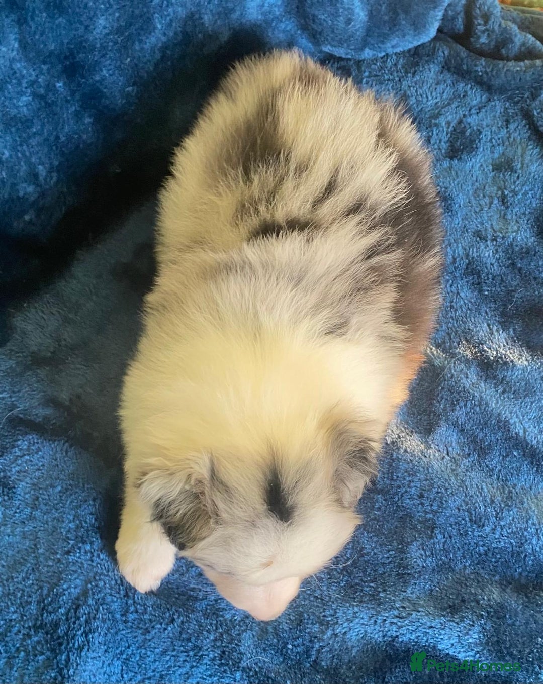 Border Collie dogs for sale: Gorgeous Long Haired Blue Merle Girl and Boy Pups - Image 4