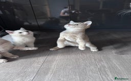 Scottish Fold cats for sale: Tica pedigree Scottish Fold and Scottish straight  in Croydon - Image 13