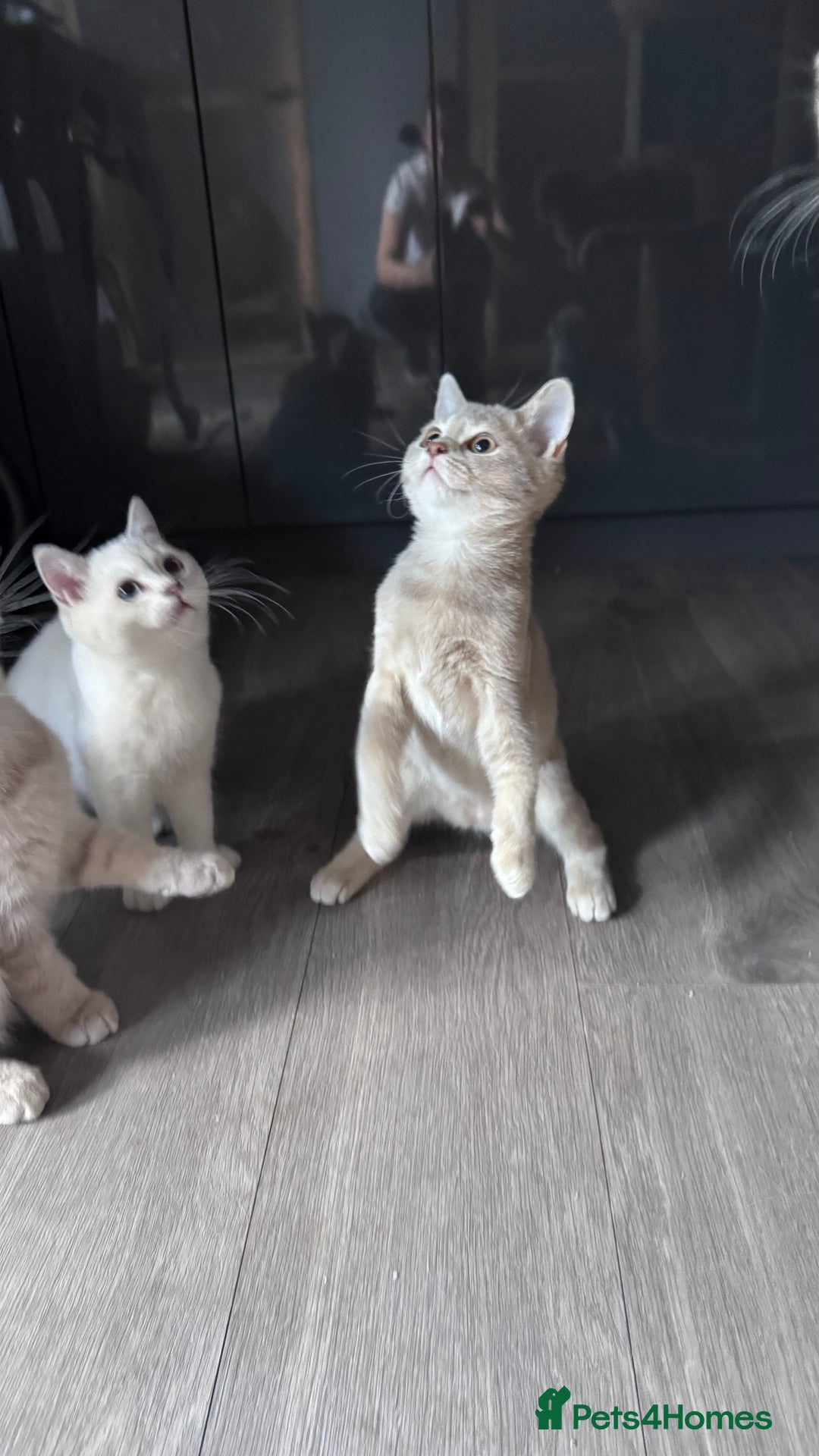 Scottish Fold cats for sale: Tica pedigree Scottish Fold and Scottish straight  in Croydon - Image 13