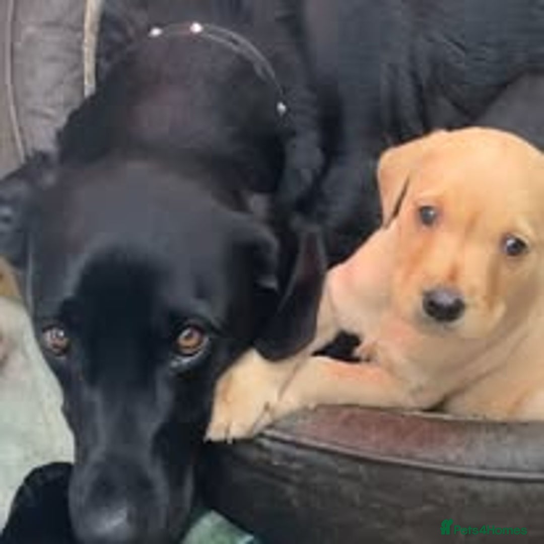 Labrador Retriever dogs for sale: Labrador Puppies for sale in London -KC registered - Image 20