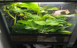 Gecko reptiles for sale: Male Crested Gecko and Terrarium - Image 7