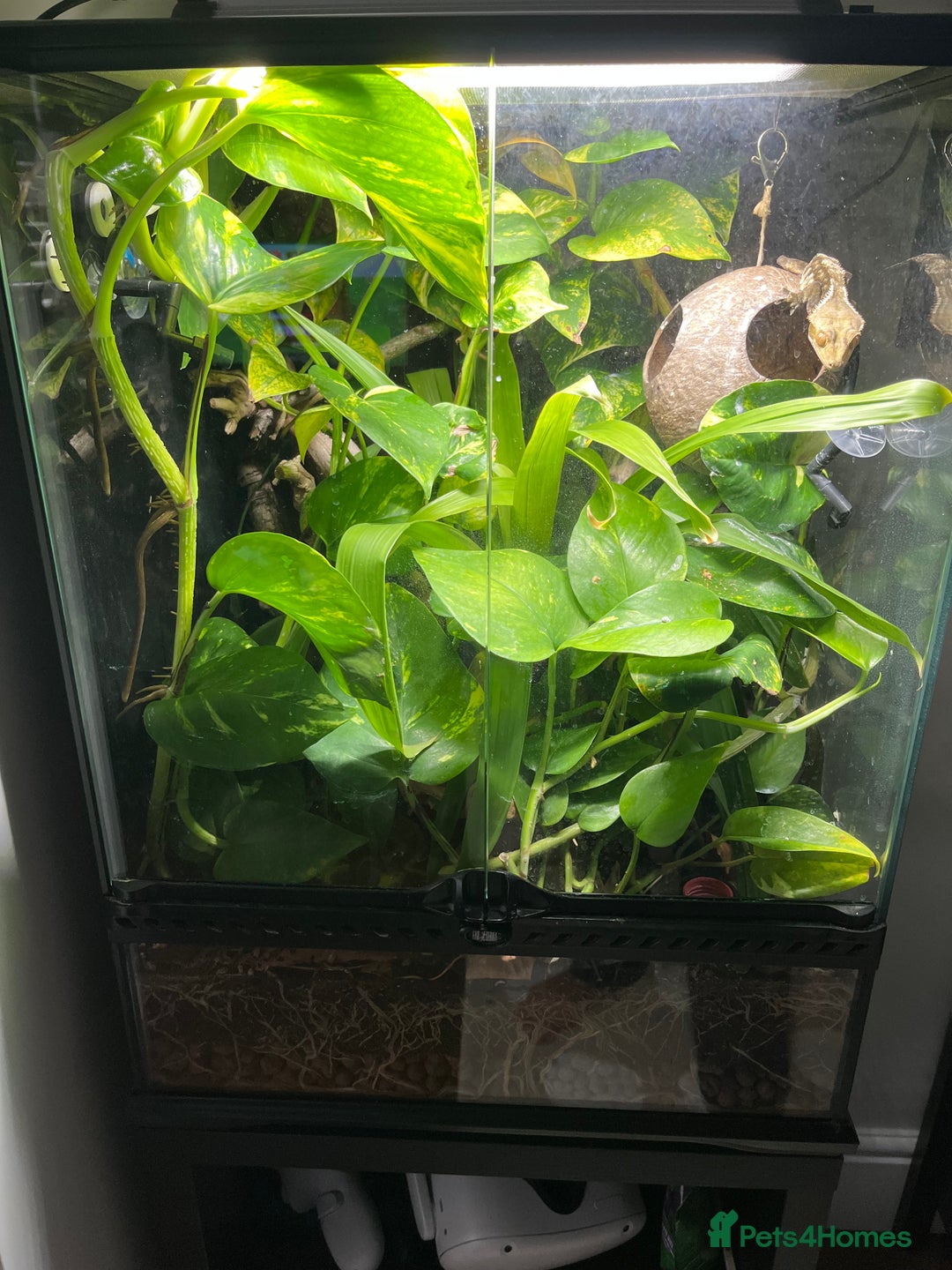 Gecko reptiles for sale: Male Crested Gecko and Terrarium - Image 7