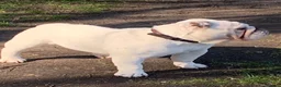 English Bulldog dogs for stud: Monty - Advert 5
