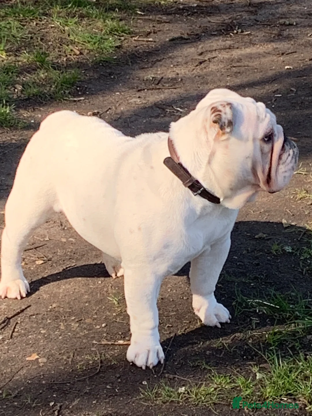 English Bulldog dogs for stud: Monty - Advert 5