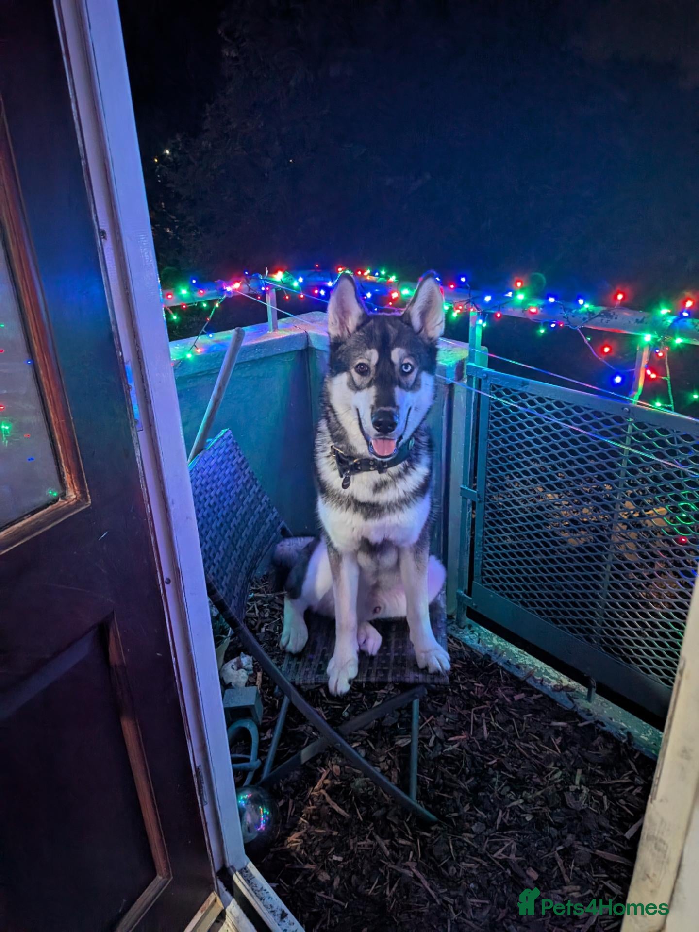 Siberian Husky dogs Husky for sale to good home.  - Advert 3