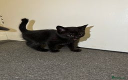 British Shorthair cats for sale: British shorthair mixed  - Image 7