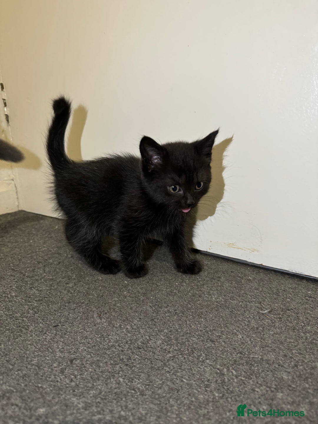 British Shorthair cats for sale: British shorthair mixed  - Image 7