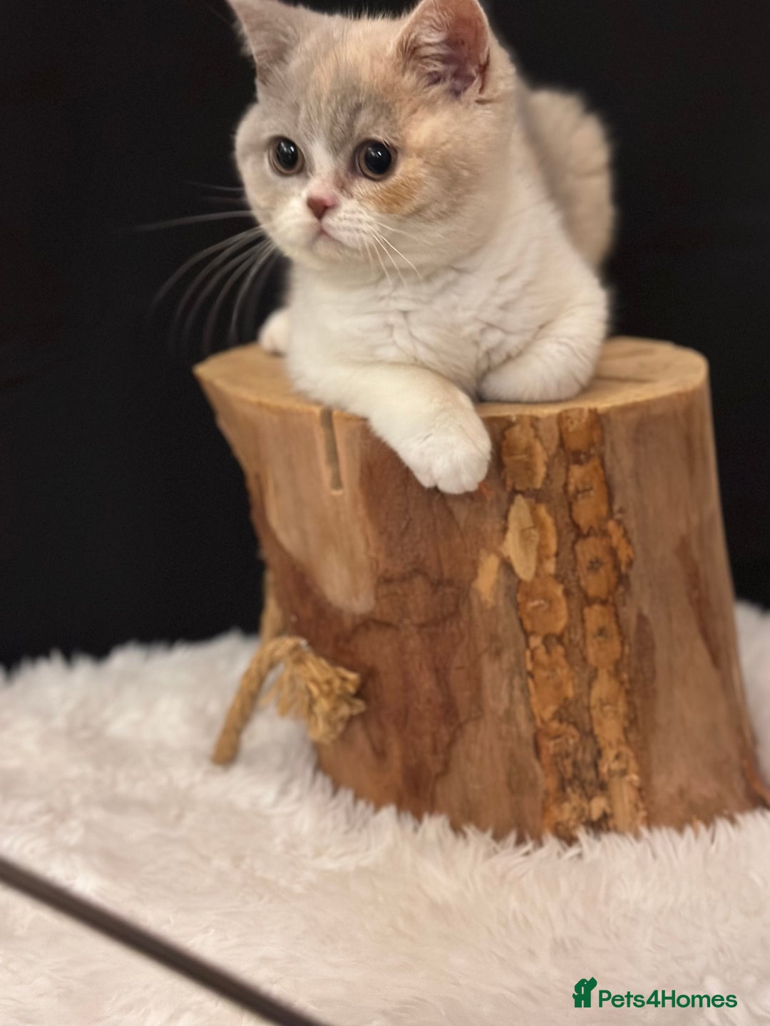 British Shorthair cats for sale: 💗 Gorgeous Full Pedigree BSH Trusted Breeder 💗 - Image 2