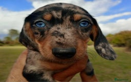 Miniature Dachshund dogs for sale: Stunning silver dapple miniature dachshunds  - Image 14