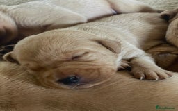Labrador Retriever dogs for sale: Beautiful KC pure pedigree Labrador puppies - Image 6