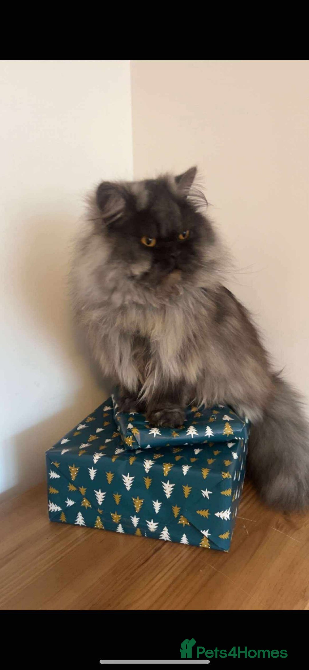 Persian cats for sale: Stunning Persian kittens ready 21st August - Image 12
