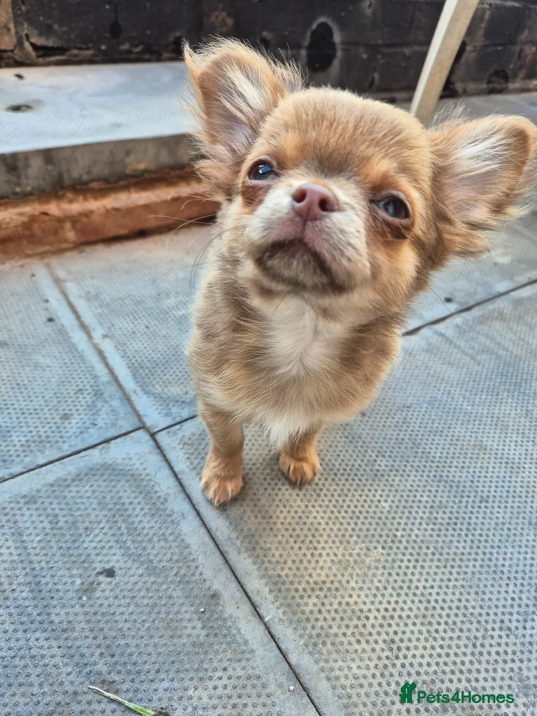Chihuahua dogs for sale: Long haired chihuahua pup in Wolverhampton - Advert 2