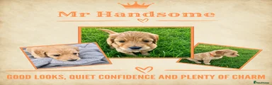 Mr Handsome