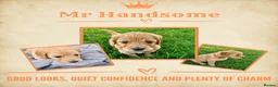 Goldendoodle dogs for sale: Beautiful Home-Raised F1 Goldendoodles Ready 23/7 - Advert 5